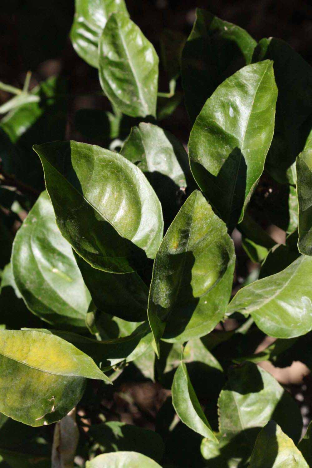              Sun leaves (Riverside, CA)       